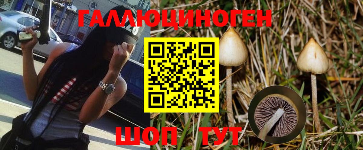 Галлюциногенные грибы Psilocybe  Вход с VPN  Псилоцибиновые грибы Psilocybine cubensis  Богданович 